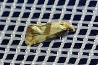 Phalonidia contractana