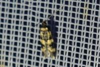 Oegoconia