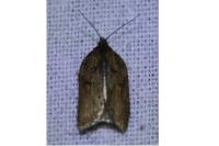 Acleris hastiana/cristana