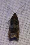 Ancylis achatana