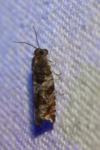 Ancylis achatana