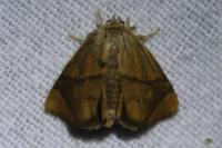 Apoda limacodes