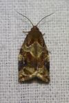 Archips xylosteana