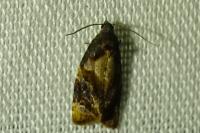 Ditula angustiorana