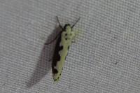Ethmia bipunctella