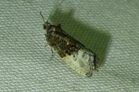 Hedya nubiferana