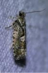 Zeiraphera isertana