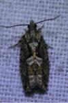 Zeiraphera isertana
