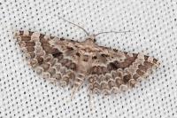 Alucita palodactyla