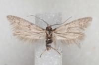 Blastobasis phycidella