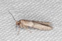 Blastobasis phycidella