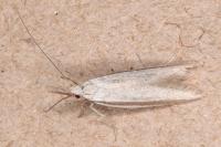 Pleurota ericella
