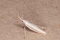 Pleurota ericella