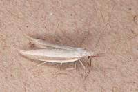 Pleurota ericella