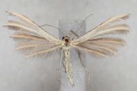 Merrifieldia malacodactyla