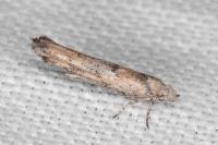 Zelleria oleastrella