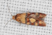 Aethes tesserana