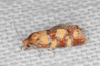Aethes tesserana