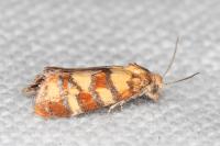 Aethes tesserana