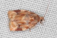 Archips xylosteana