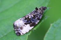 Hedya pruniana