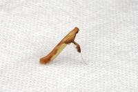 Caloptilia fribergensis