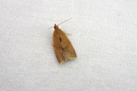 Clepsis consimilana