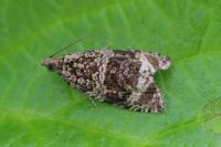 Celypha lacunana
