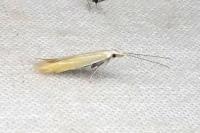 Coleophora