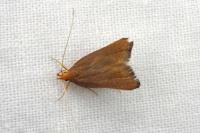 Eurodachtha pallicornella