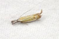 Holoscolia huebneri