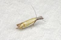 Holoscolia huebneri