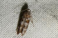 Exoteleia dodecella