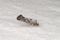 Paraswammerdamia albicapitella