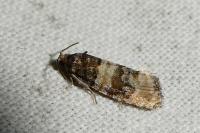 Piniphila bifasciana