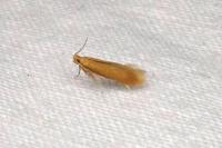 Tischeria