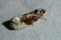 Hedya nubiferana