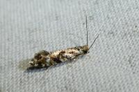 Nemapogon variatellus