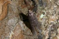 Neofaculta ericetella