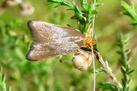 Eurodachtha pallicornella