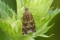 Olethreutes stibiana