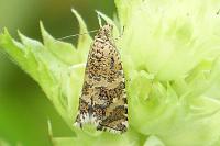 Olethreutes stibiana