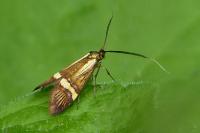 Nemophora degeerella