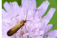 Nemophora metallica