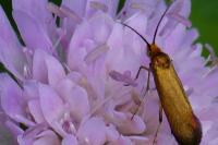 Nemophora metallica