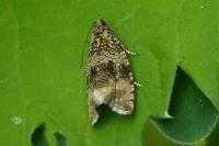 Celypha lacunana
