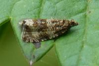 Celypha lacunana