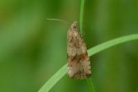 Celypha striana