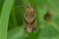 Celypha striana