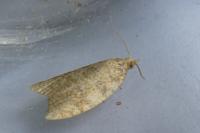 Aleimma loeflingiana